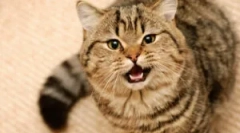 Helminal pre mačky a poradie jeho používania